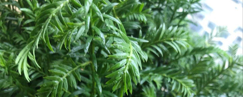 红豆杉开花不结果怎么回事,开花不结果怎么办 红豆杉开花不结果怎么回事,开花不结果怎么办