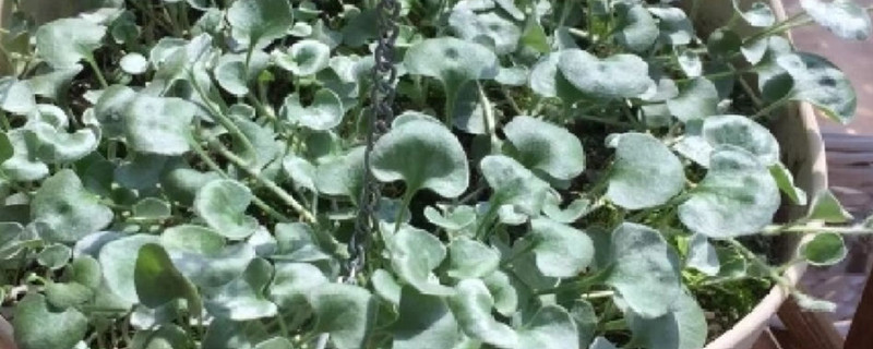 马蹄金怎么种植,什么时候种植 马蹄金怎么种植,什么时候种植