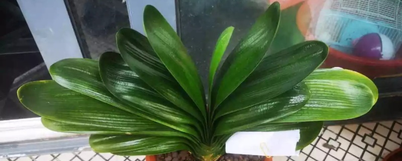 观叶植物用什么叶面肥,怎么施肥 观叶植物用什么叶面肥,怎么施肥