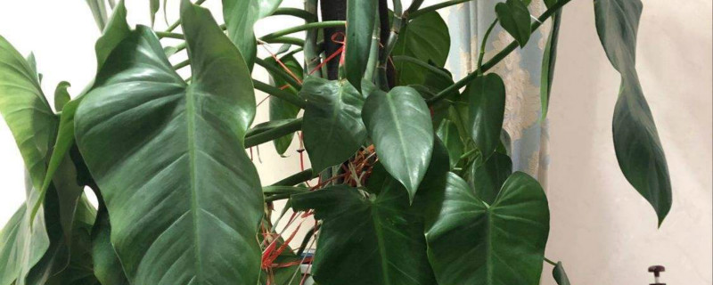 心叶喜林芋叶子发黄怎么办,黄叶的原因 心叶喜林芋叶子发黄怎么办,黄叶的原因