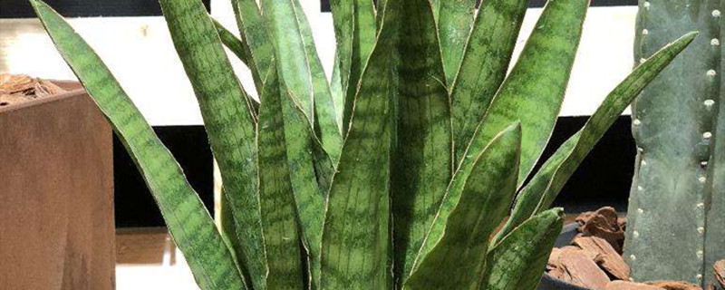虎尾兰的花语及寓意 虎尾兰的花语及寓意