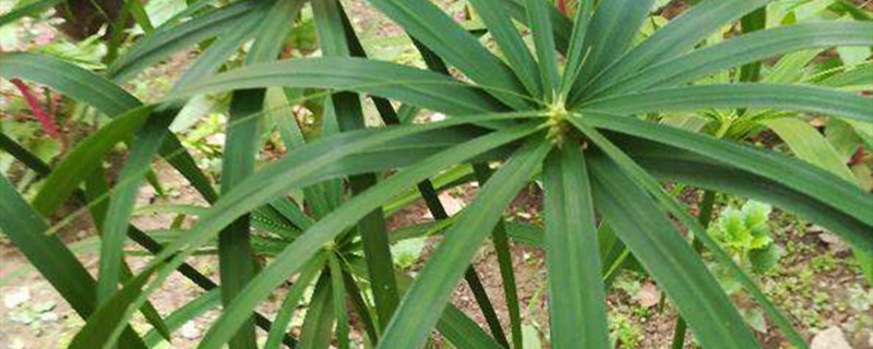 棕竹的种植方法和注意事项 棕竹的种植方法和注意事项