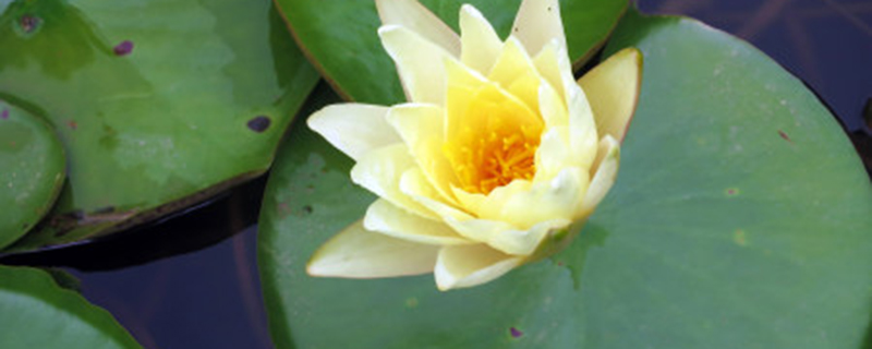 一叶莲开花后怎么处理,开花后怎么养护 一叶莲开花后怎么处理,开花后怎么养护