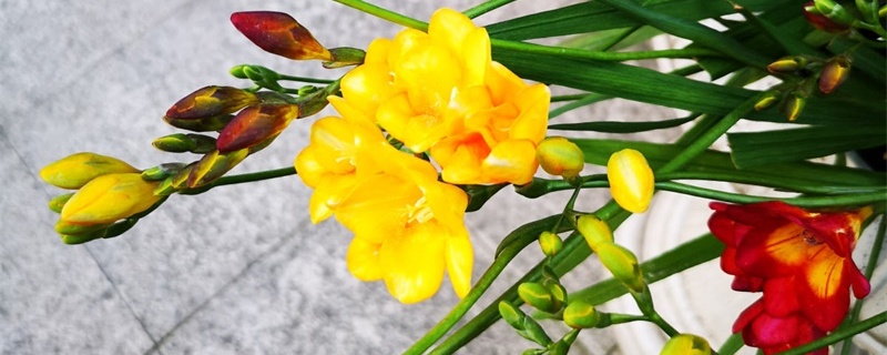 香雪兰春天能种植吗 香雪兰春天能种植吗