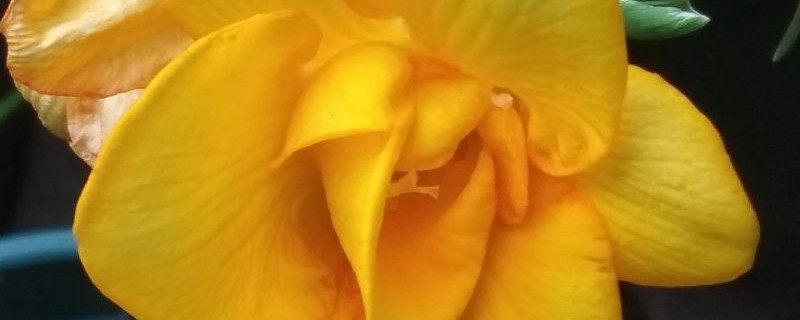 香雪兰春天种能开花吗 香雪兰春天种能开花吗