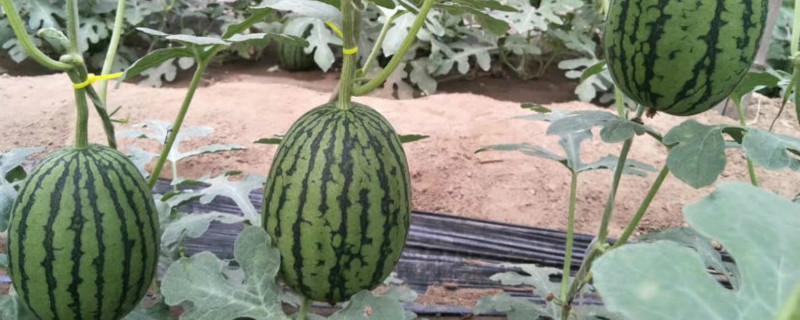 西瓜开花了怎么授粉,开花后怎么养 西瓜开花了怎么授粉,开花后怎么养