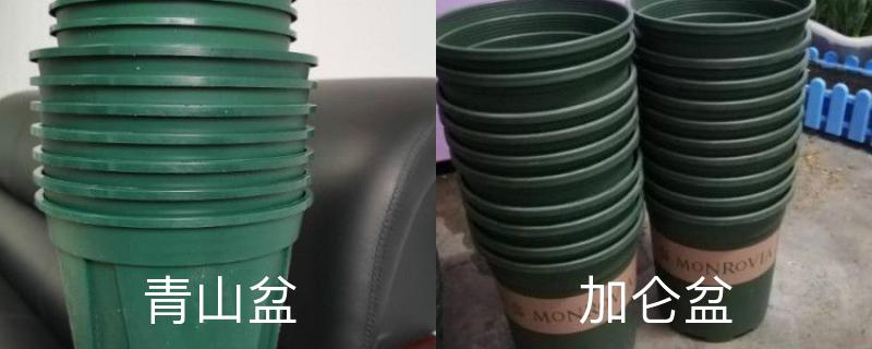 青山盆和加仑盆的区别,适合种什么花 青山盆和加仑盆的区别,适合种什么花