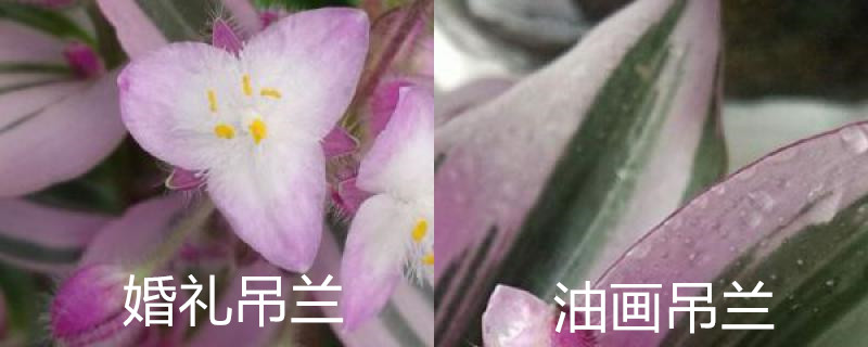 婚礼吊兰和油画吊兰的区别,分别怎么养护 婚礼吊兰和油画吊兰的区别,分别怎么养护