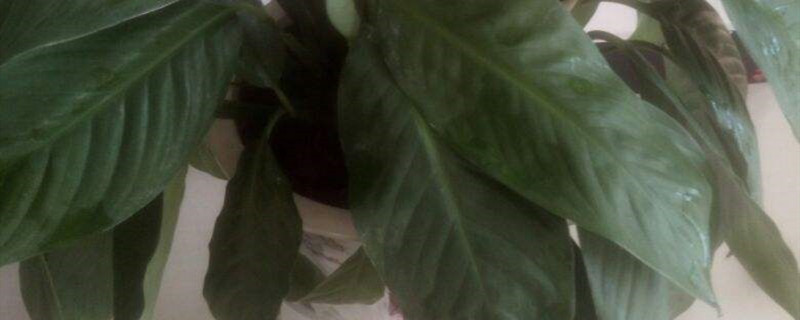 怎么救活快死的植物,枯萎了还能救活嘛 怎么救活快死的植物,枯萎了还能救活嘛