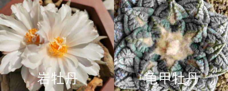 岩牡丹养殖方法,和龟甲牡丹区别 岩牡丹养殖方法,和龟甲牡丹区别