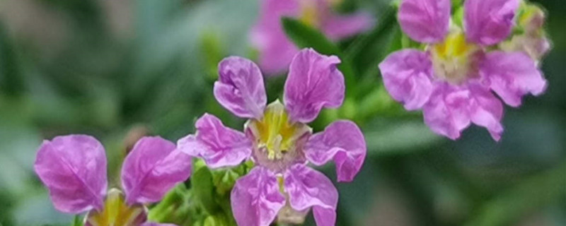 紫萼距花怎样繁殖,什么时候繁殖 紫萼距花怎样繁殖,什么时候繁殖