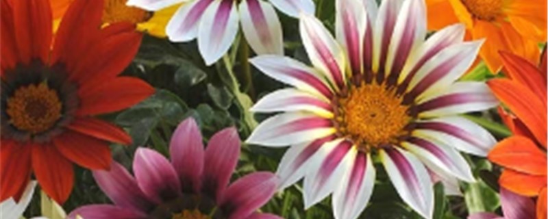 勋章菊怎么养,开完花怎么处理 勋章菊怎么养,开完花怎么处理