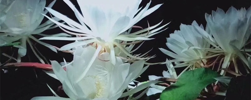 昙花用深盆还是浅盆好,怎么换盆 昙花用深盆还是浅盆好,怎么换盆