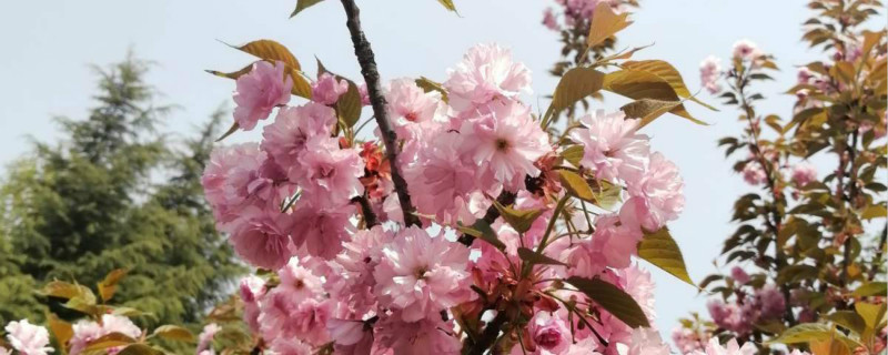 日本晚樱怎么种植,什么时候种植 日本晚樱怎么种植,什么时候种植