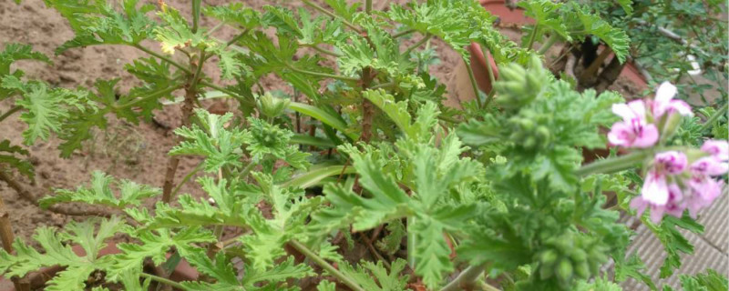 香叶天竺葵怎么繁殖,什么时候繁殖 香叶天竺葵怎么繁殖,什么时候繁殖
