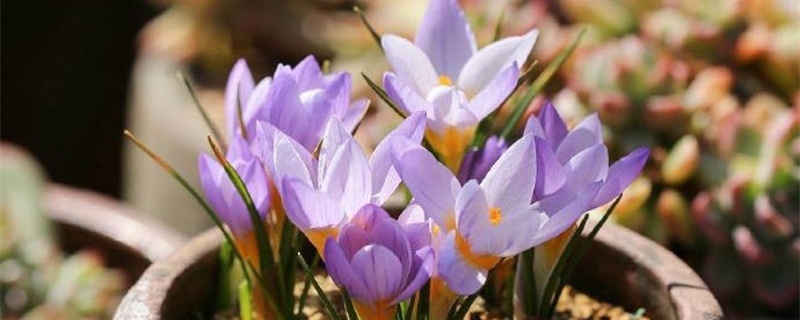 番红花是球根花卉吗 番红花是球根花卉吗