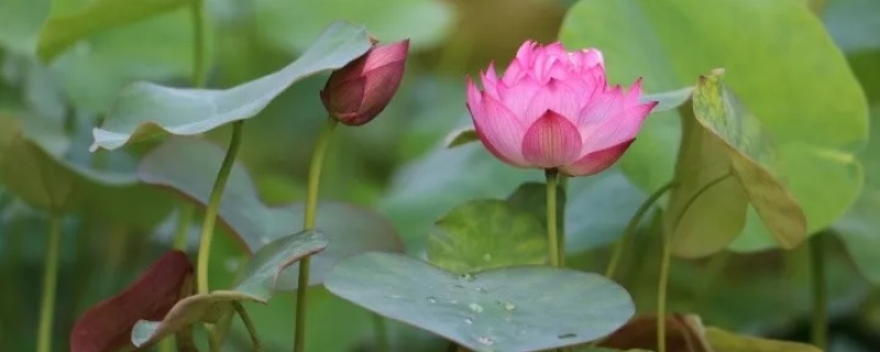 怎么养碗莲,怎么栽种 怎么养碗莲,怎么栽种