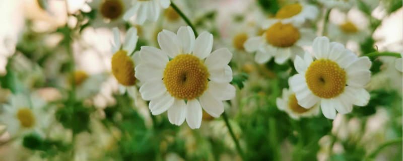 洋甘菊花语是什么 洋甘菊花语是什么