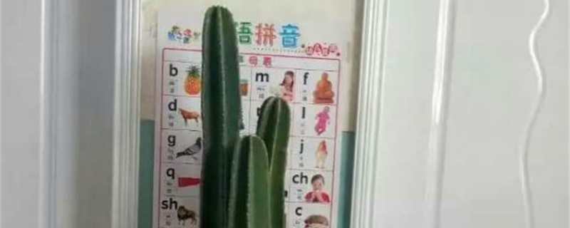 如何让量天尺长侧芽 如何让量天尺长侧芽