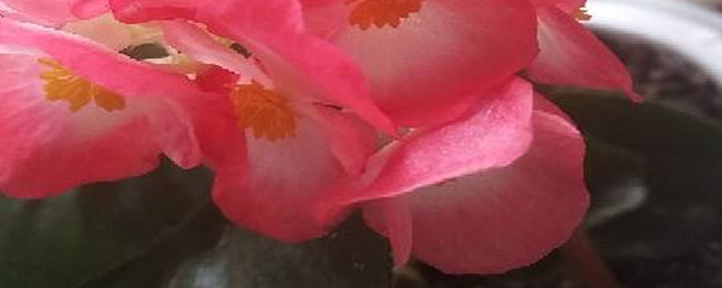 树桩海棠花怎么养 树桩海棠花怎么养