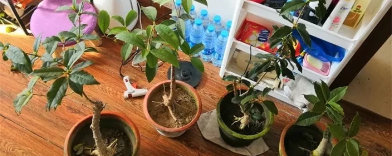 北方四季桂花怎么养 北方四季桂花怎么养