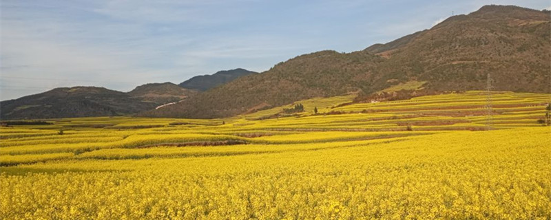 油菜花是完全花还是不完全花 油菜花是完全花还是不完全花