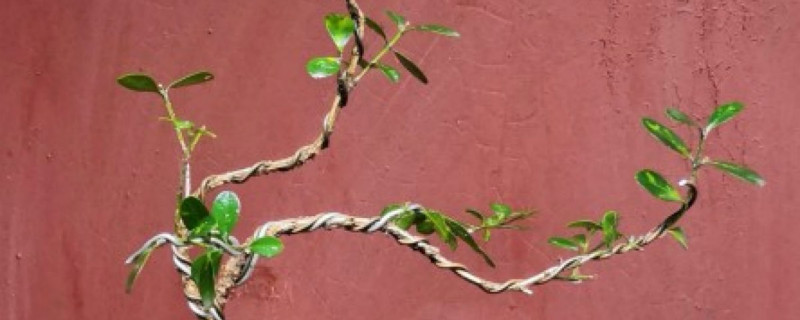 盆景叶子发黄怎么回事 盆景叶子发黄怎么回事