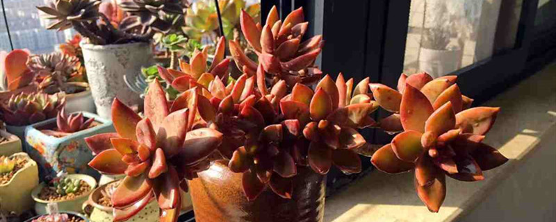 多肉植物长的太长了怎么办 多肉植物长的太长了怎么办