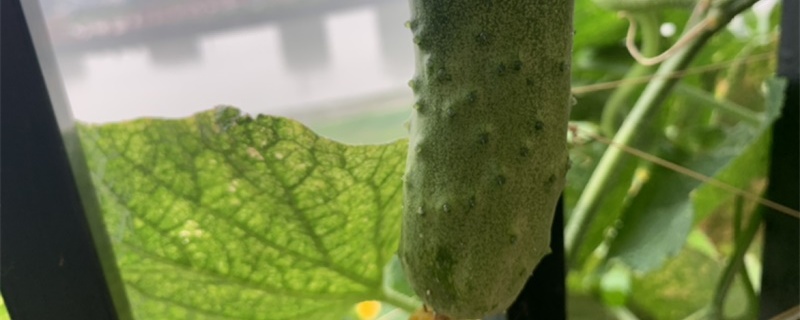 种瓜几月份最合适 种瓜几月份最合适