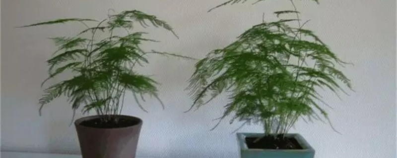 文竹刚种上要浇水吗 文竹刚种上要浇水吗
