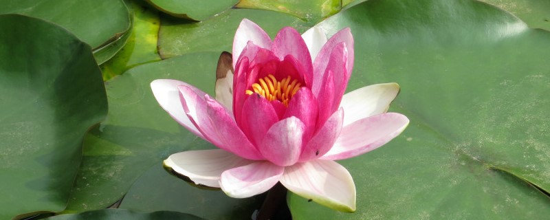 碗莲种植方法 碗莲种植方法