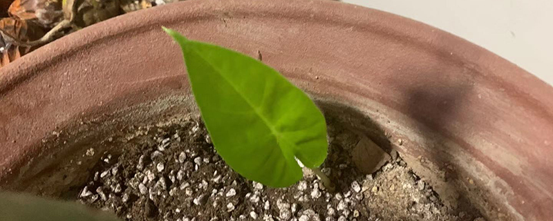 绿萝浇上啤酒枯萎了怎么回事 绿萝浇上啤酒枯萎了怎么回事