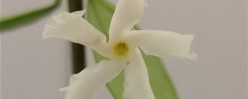 风车茉莉叶子发黄掉落怎么回事 风车茉莉叶子发黄掉落怎么回事