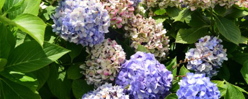 刚移栽绣球花怎么浇水 刚移栽绣球花怎么浇水