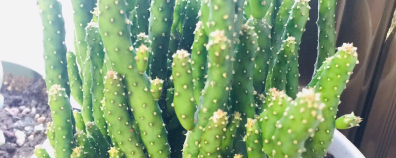 多肉植物夏天是在室内还是在室外 多肉植物夏天是在室内还是在室外