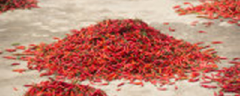 辣椒浇水太多会怎样 辣椒浇水太多会怎样