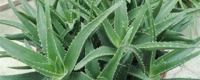 芦荟断了能插活吗 芦荟断了能插活吗