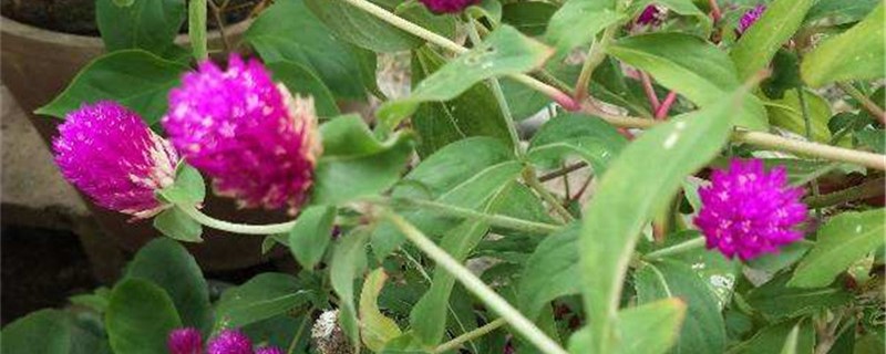 六月适合种植什么花 六月适合种植什么花