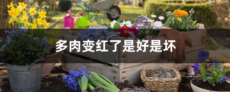 多肉变红了是好是坏 多肉变红了是好是坏