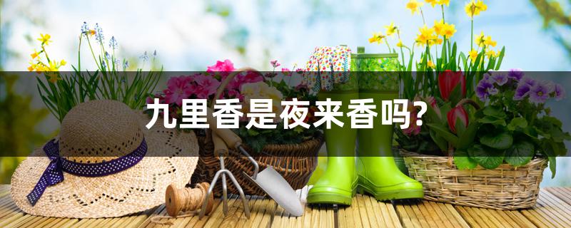九里香是夜来香吗? 九里香是夜来香吗?