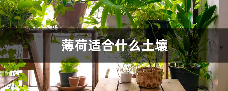薄荷适合什么土壤 薄荷适合什么土壤
