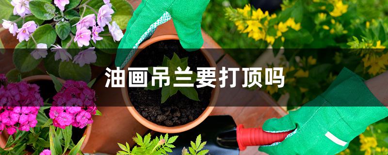 油画吊兰要打顶吗 油画吊兰要打顶吗