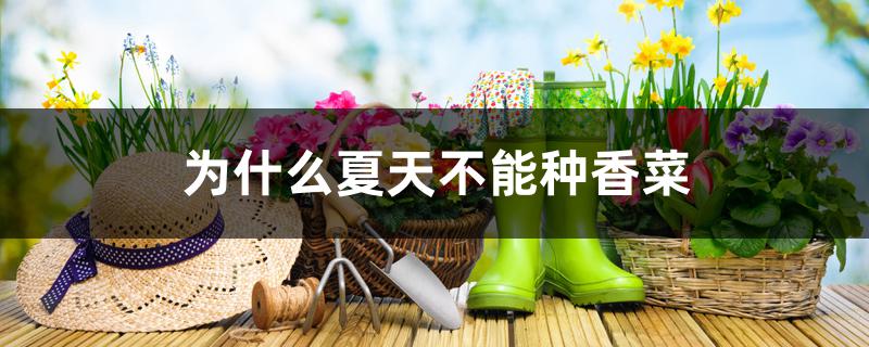 为什么夏天不能种香菜 为什么夏天不能种香菜