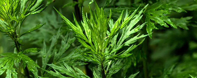 艾草的扦插繁殖方法 艾草的扦插繁殖方法