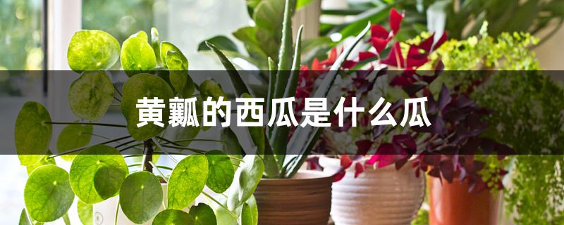 黄瓤的西瓜是什么瓜 黄瓤的西瓜是什么瓜
