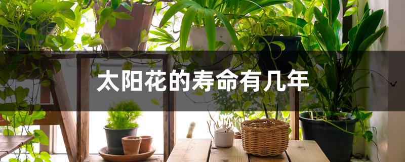 太阳花的寿命有几年 太阳花的寿命有几年