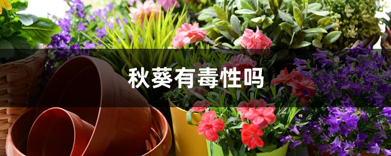秋葵有毒性吗 秋葵有毒性吗