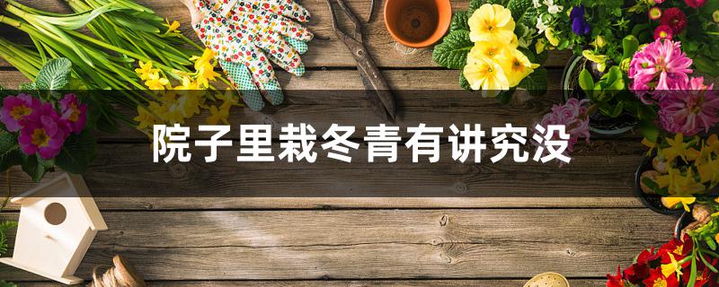 院子里栽冬青有讲究没 院子里栽冬青有讲究没