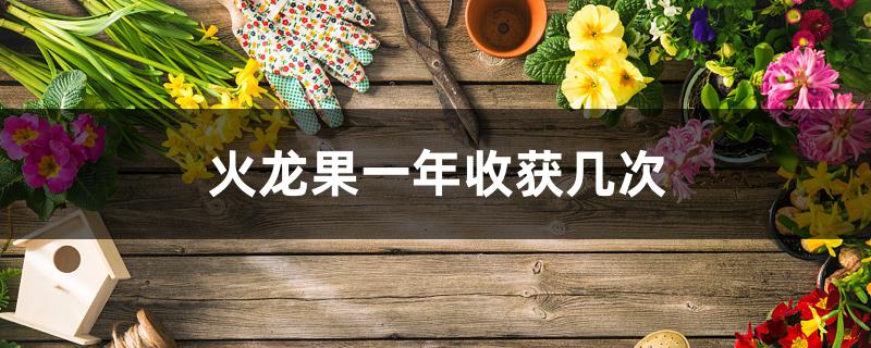 火龙果一年收获几次 火龙果一年收获几次