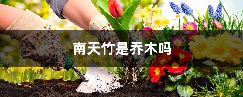 南天竹是乔木吗 南天竹是乔木吗
